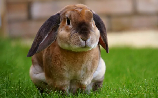 A cute rabbit sits on green grass, captured in a close-up, showcasing its expressive features. This 4K Ultra HD image makes a charming desktop wallpaper.