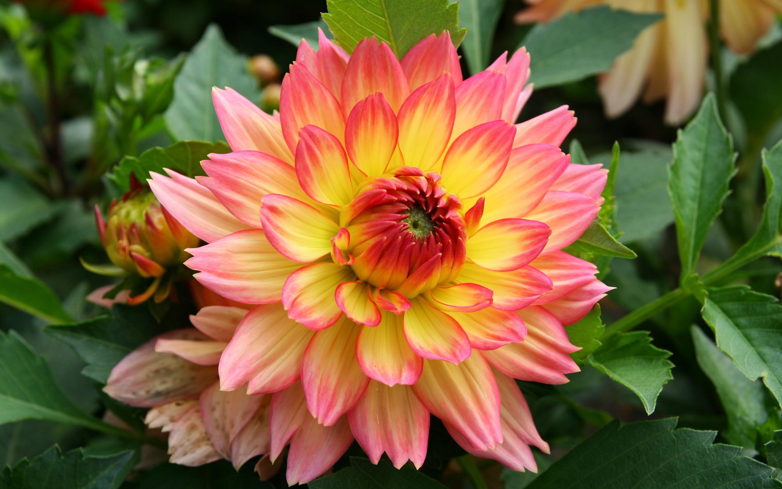 Download Pink Flower Flower Nature Dahlia HD Wallpaper