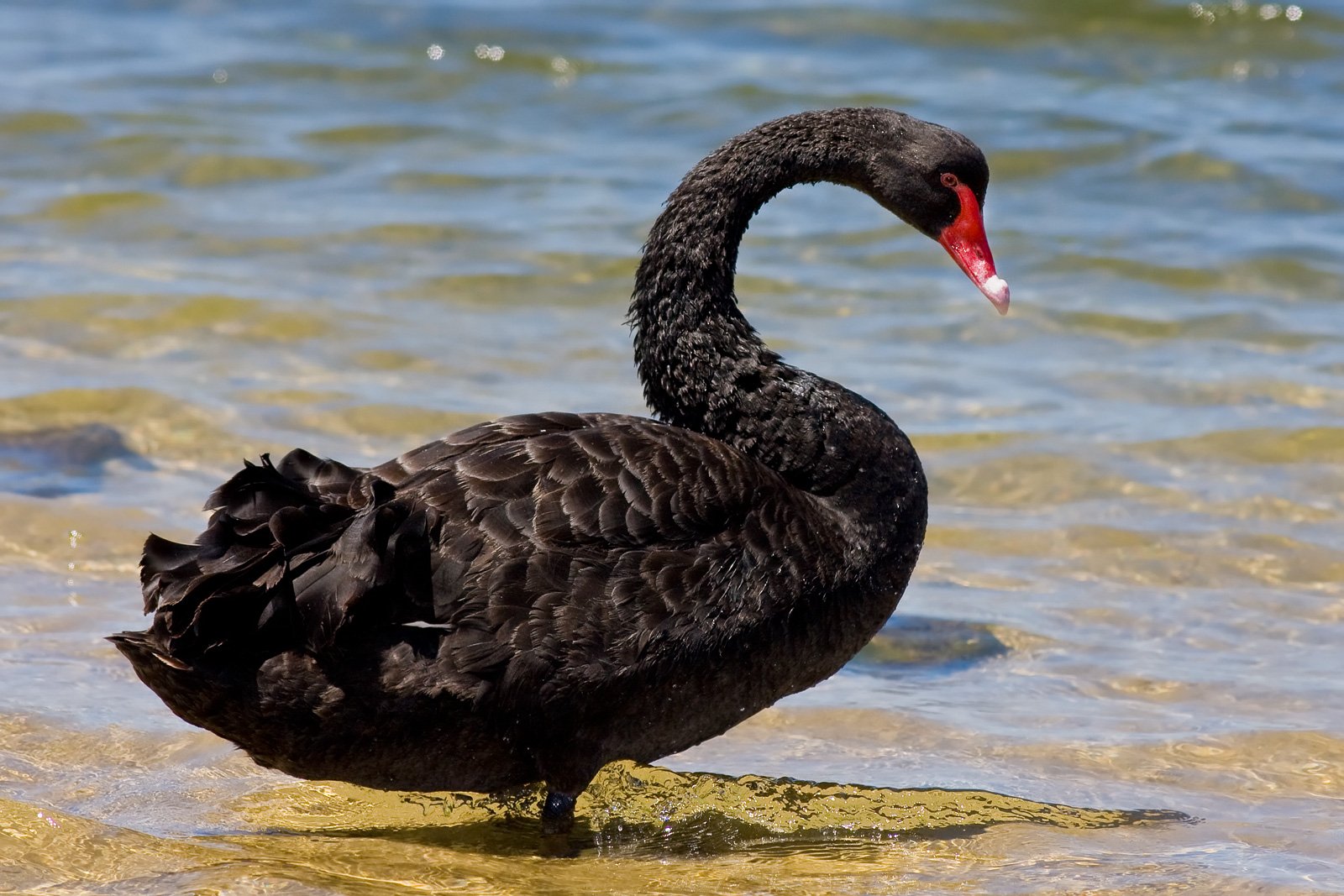 Download Animal Swan Wallpaper by Fir0002