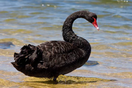 Animal swan HD Desktop Wallpaper | Background Image