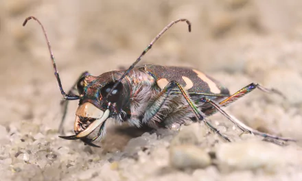  Cicindela hybrida, also known as the northern dune tiger beetle by Richard Bartz