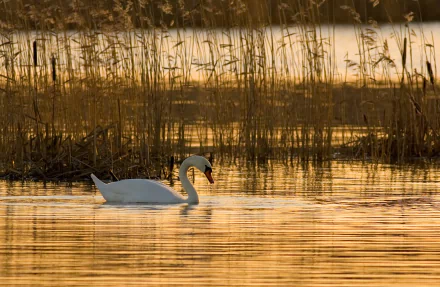 HD desktop wallpaper featuring a mute swan gracefully swimming in calm water surrounded by tall reeds at sunset.
