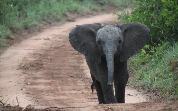 Animal African bush elephant Elephants Baby Animal Cute HD Wallpaper | Background Image