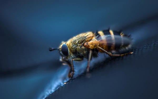 macro insect Animal fly HD Desktop Wallpaper | Background Image