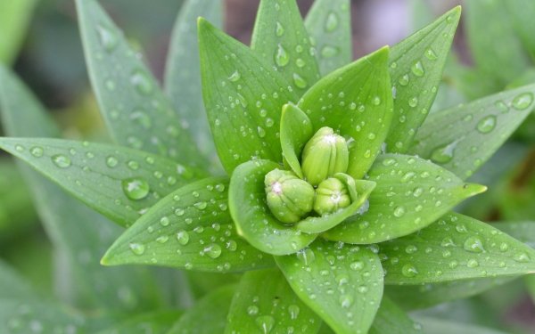 Nature Plant Water Drop Green Close-Up Flower Bud HD Wallpaper | Background Image