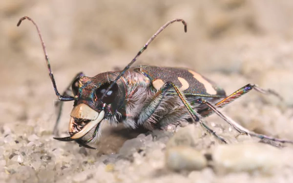  Cicindela hybrida, also known as the northern dune tiger beetle by Richard Bartz