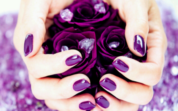 Photography Hand Rose Purple HD Wallpaper | Background Image