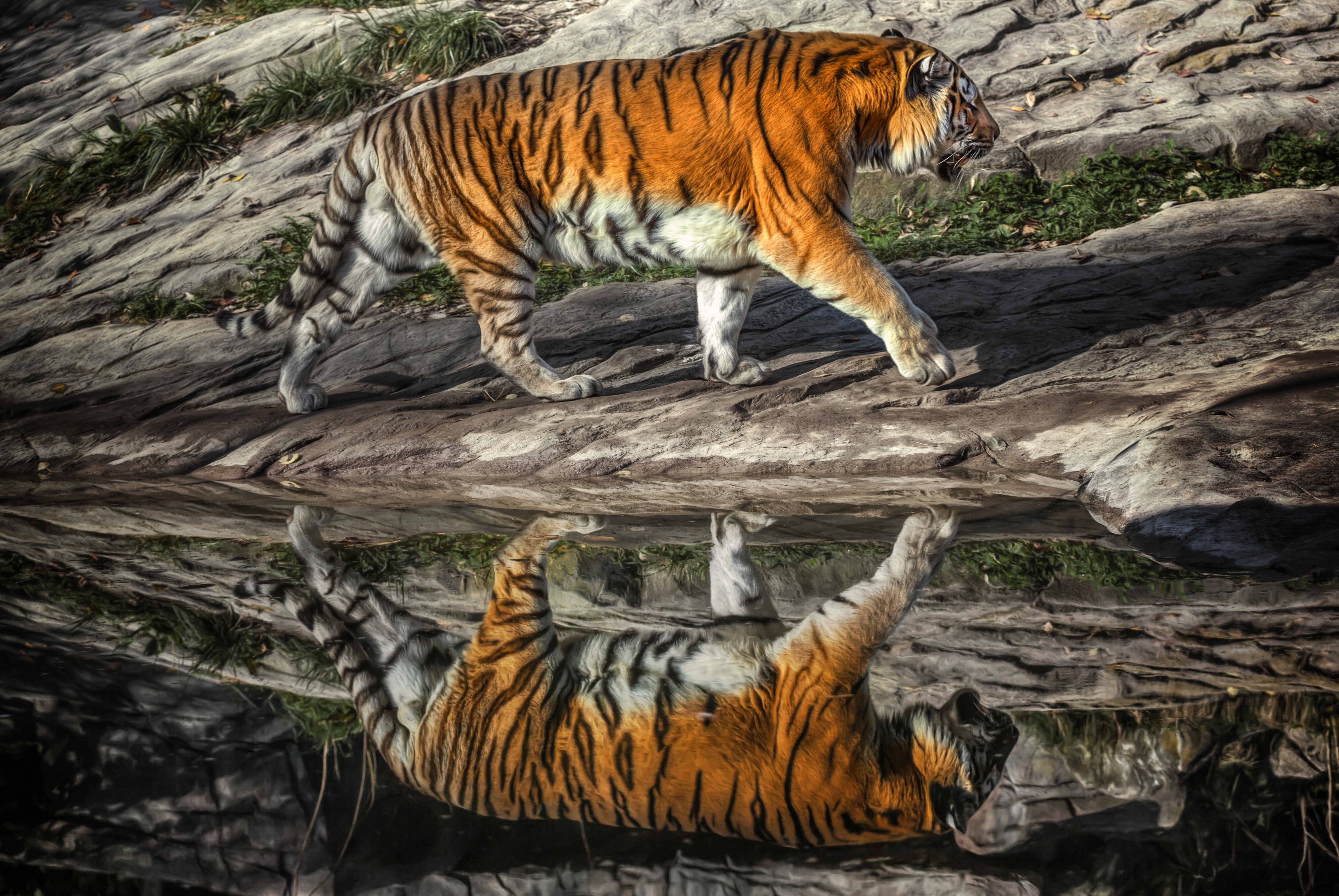 Animaux Tigre Fond d'écran HD | Image