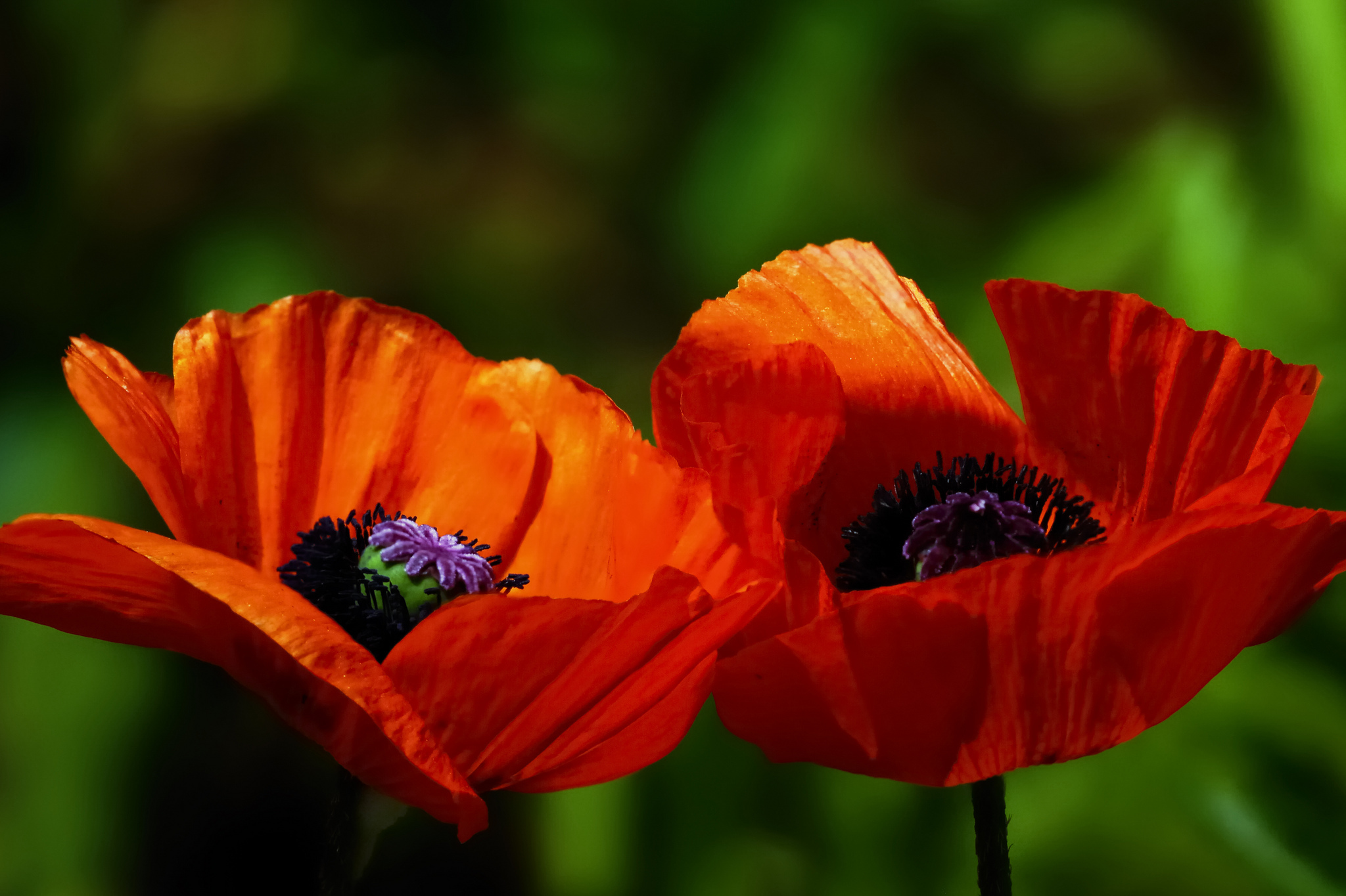 Download Nature Orange Flower Close-up Flower Poppy HD Wallpaper