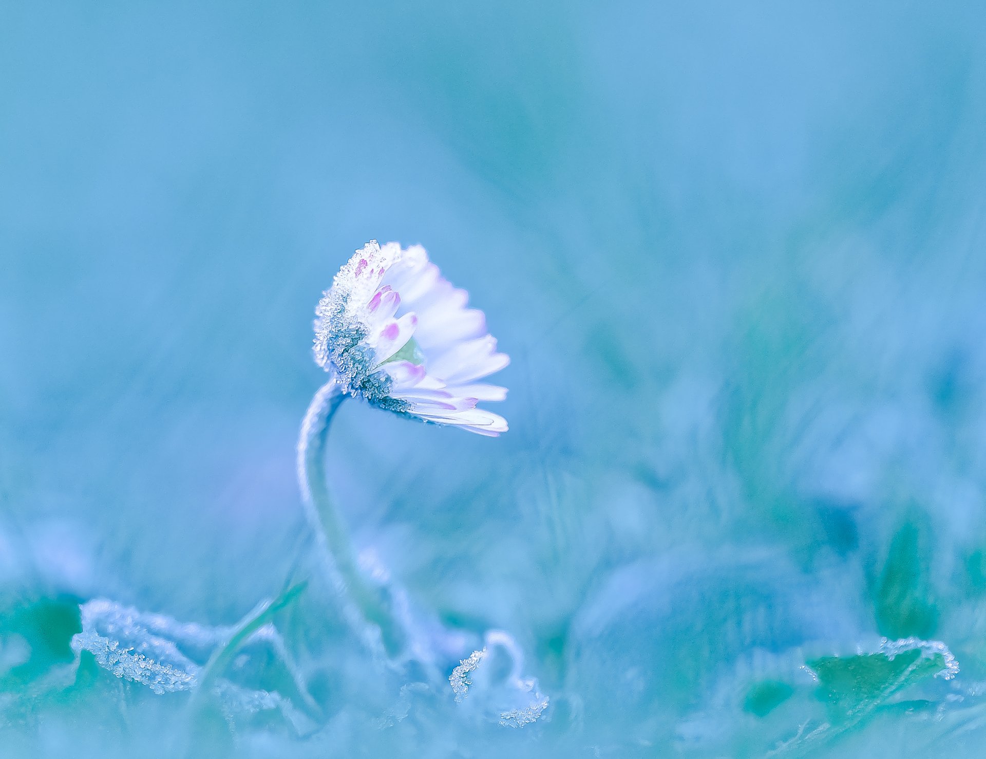 Download Frozen Bokeh Nature White Flower Flower Daisy HD Wallpaper by ...