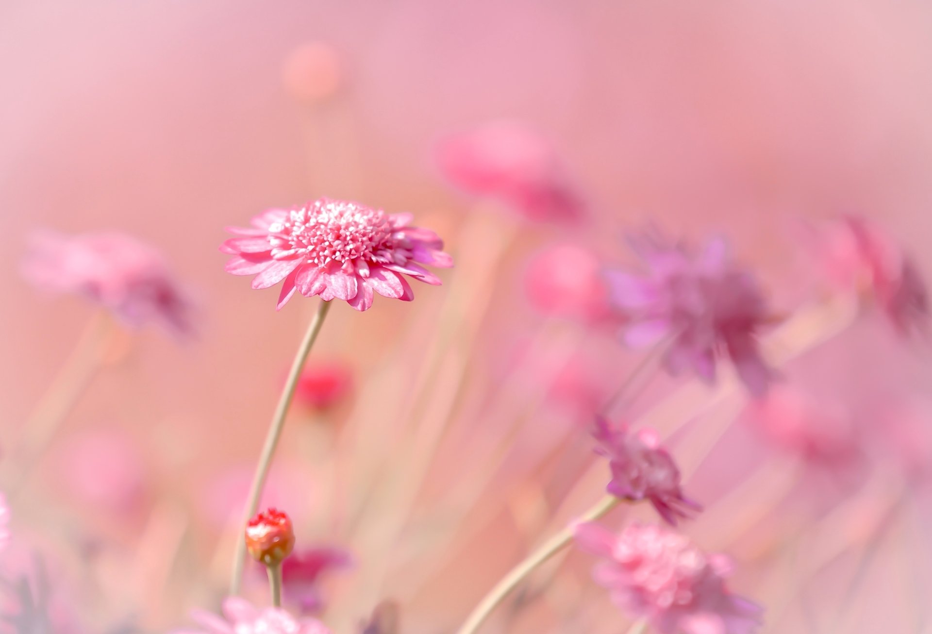 Download Bokeh Pink Flower Nature Flower HD Wallpaper by Paula Watts, image size:1920x1306