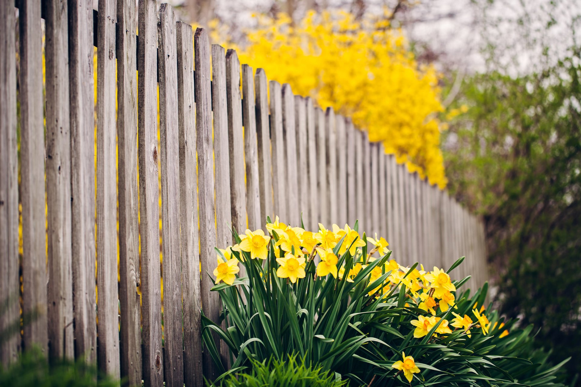 Цветущий забор