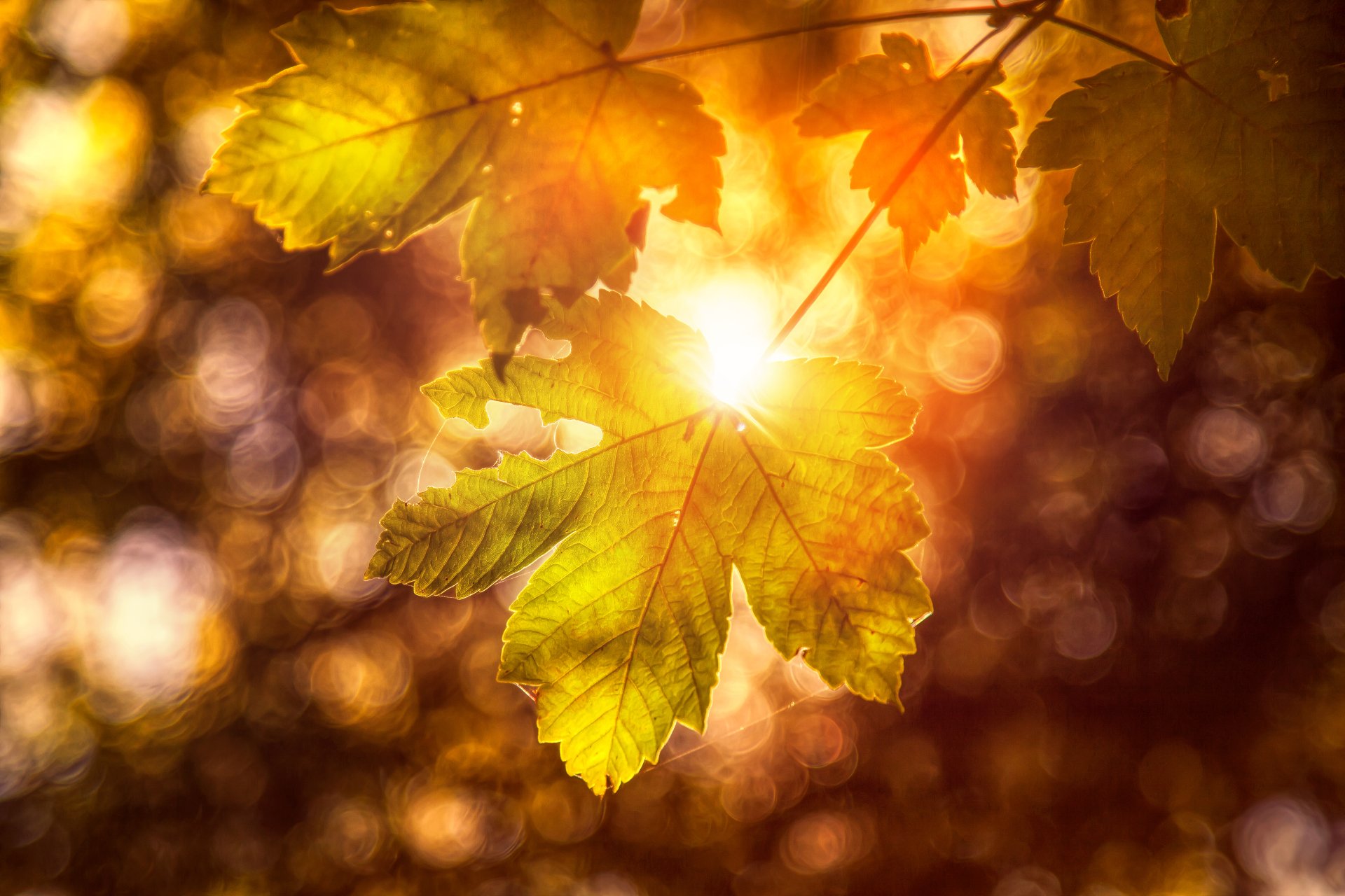 Sunlit green leaves with warm bokeh glow in a vibrant nature scene, captured in stunning 4K Ultra HD for a crisp PC desktop wallpaper and background.