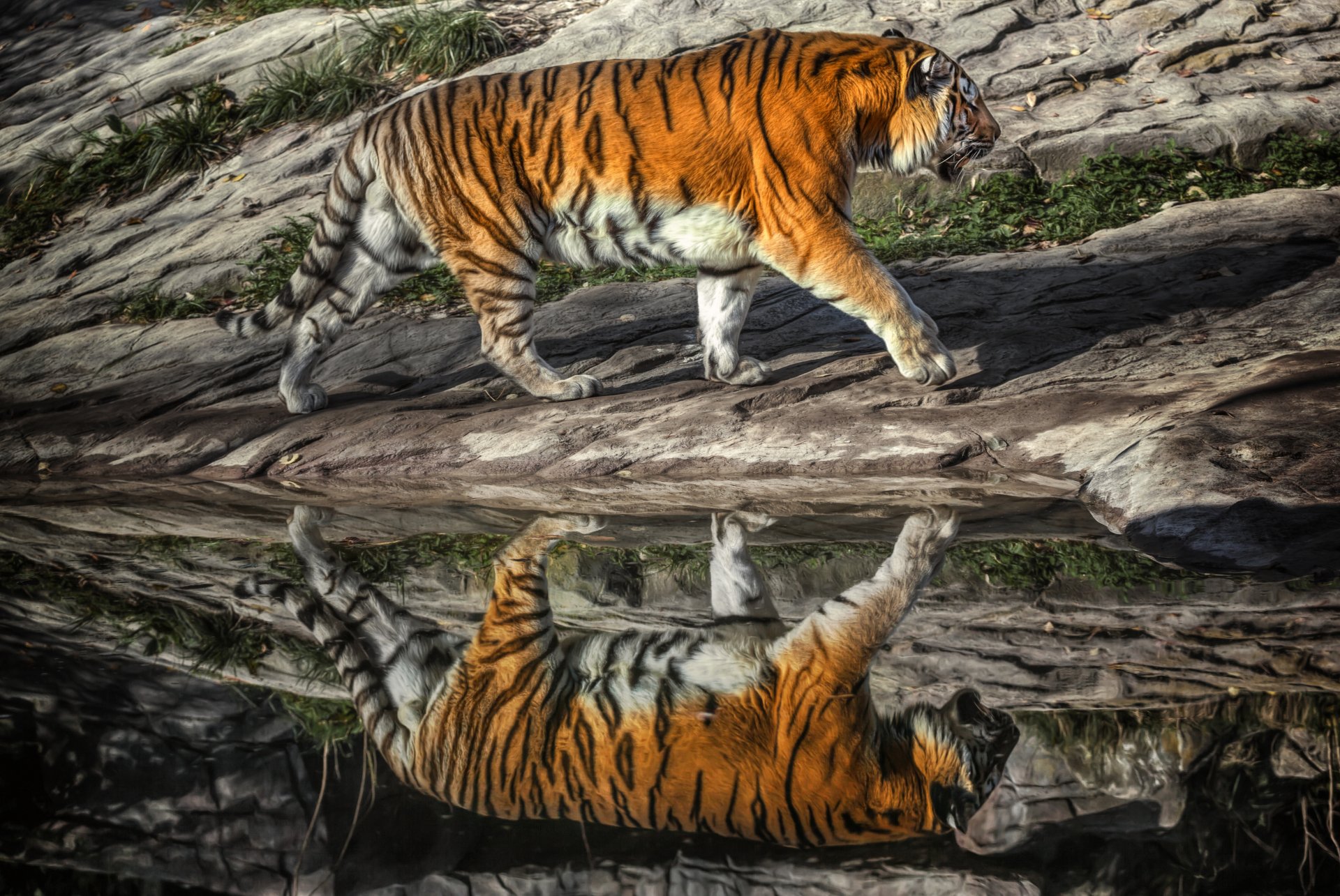 A majestic tiger walks along a rocky shore, its vibrant reflection mirrored in the still water, creating a stunning visual contrast in this 4K Ultra HD desktop wallpaper.