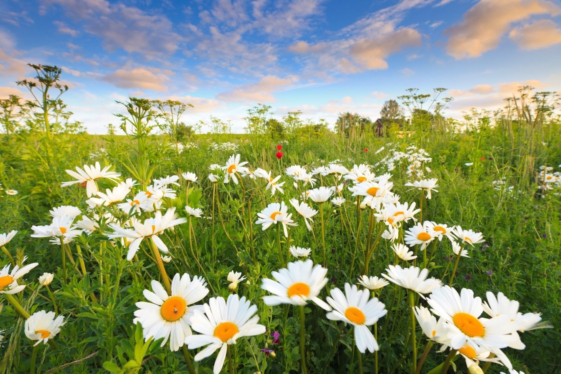 Download White Flower Field Flower Nature Daisy HD Wallpaper