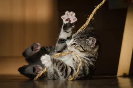 HD desktop wallpaper of a playful kitten, a baby animal, gripping and biting a piece of rope on a wooden floor.