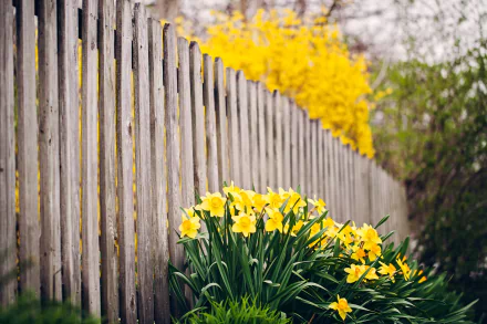 HD desktop wallpaper of a garden featuring vibrant yellow daffodils blooming beside a weathered wooden fence with more yellow flowers in the background.