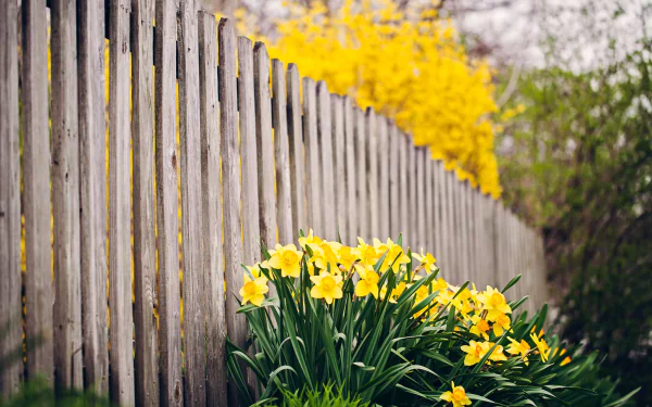 HD desktop wallpaper of a garden featuring vibrant yellow daffodils blooming beside a weathered wooden fence with more yellow flowers in the background.