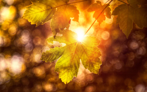 Sunlit green leaves with warm bokeh glow in a vibrant nature scene, captured in stunning 4K Ultra HD for a crisp PC desktop wallpaper and background.