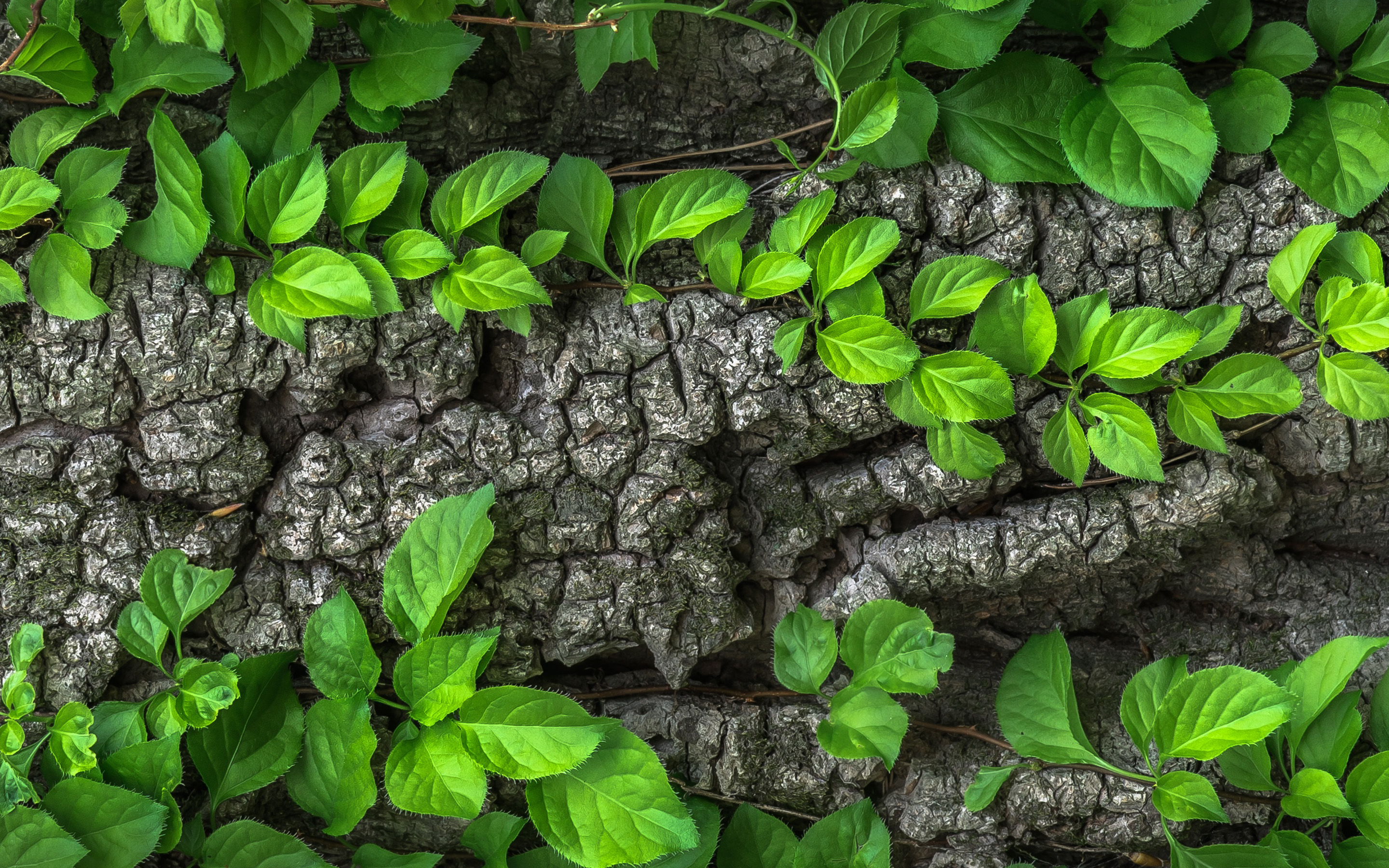 Earth Close Up HD Wallpaper | Background Image
