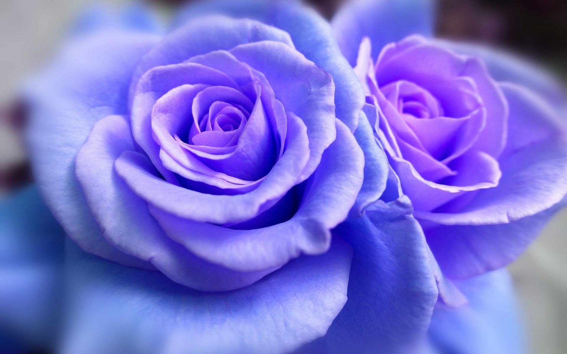 Blue Roses