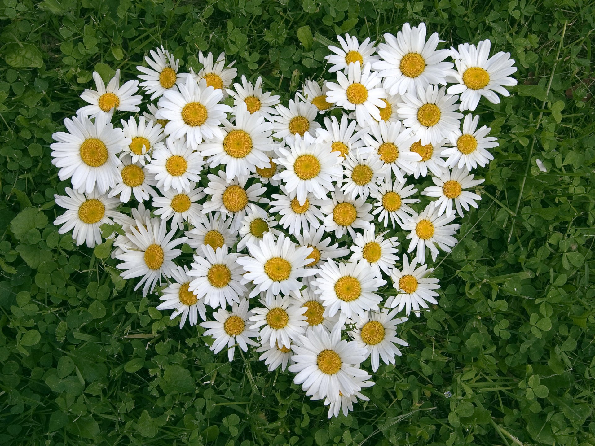 Download White Flower Flower Heart Heart-shaped Nature Camomile 4k Ultra HD Wallpaper