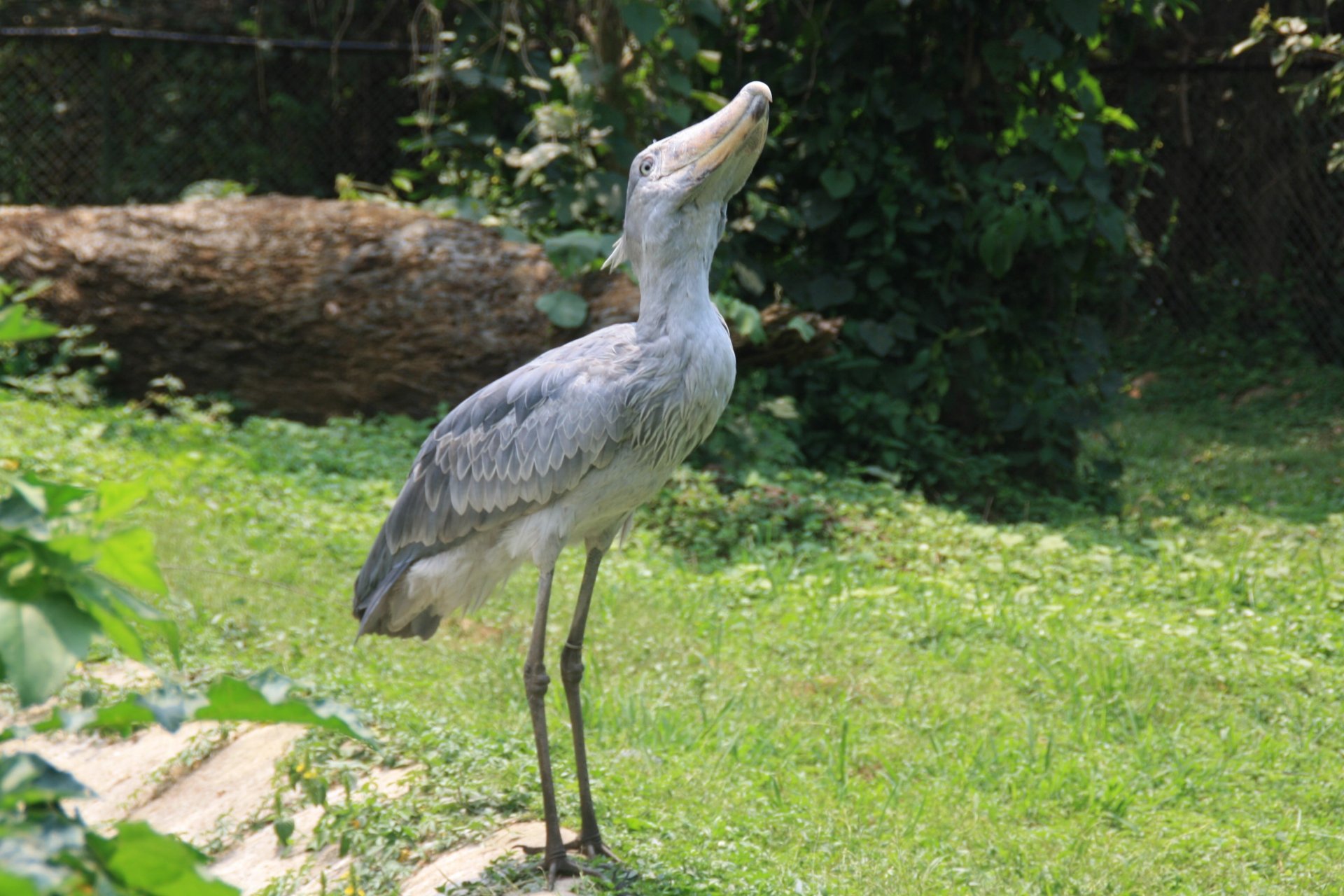 Download Animal Shoebill 4k Ultra HD Wallpaper