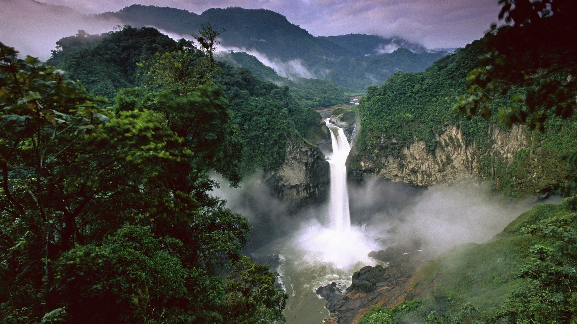 amazon rainforest background