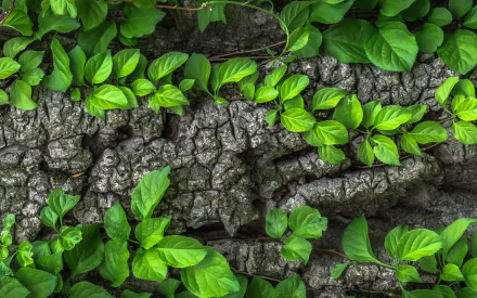 macro leaf bark tree nature close-up HD Desktop Wallpaper | Background Image