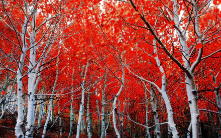  Birch Forest in Autumn