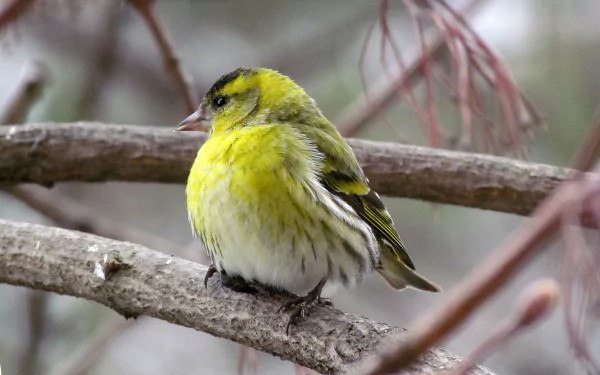  Eurasian Siskin