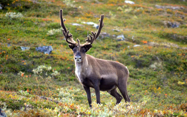  The reindeer of Finland