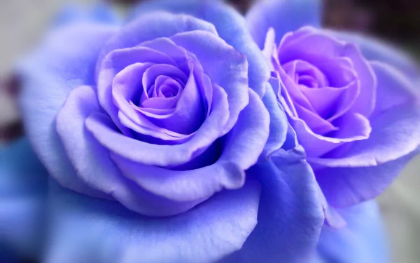  Blue Roses
