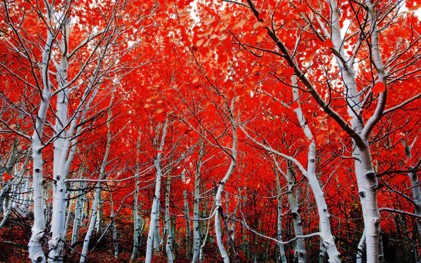  Birch Forest in Autumn
