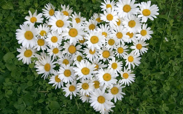 Earth Camomile Flowers Heart-Shaped Heart Flower White Flower HD Wallpaper | Background Image