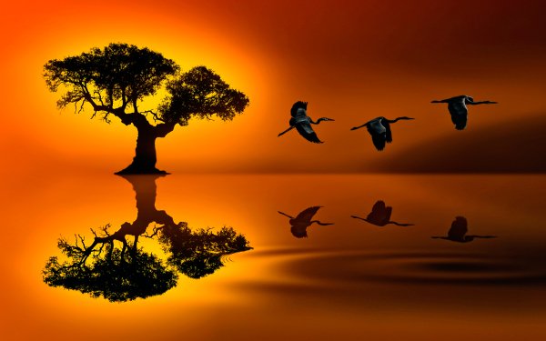 Earth Reflection Tree Bird Crane Flying Sunset HD Wallpaper | Background Image