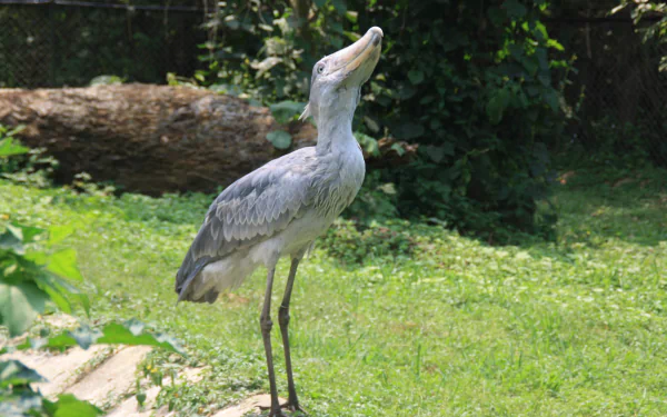 Animal Shoebill HD Desktop Wallpaper | Background Image