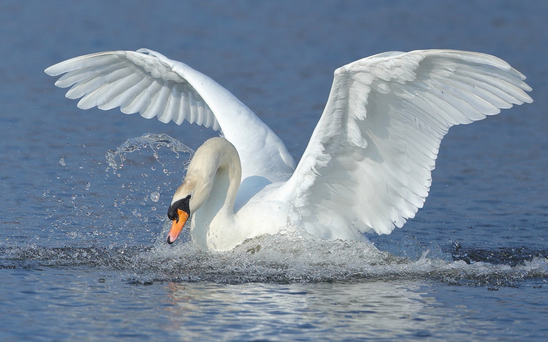 Swan's. Лебедь с подрезанными крыльями. Белые лебеди с подрезанными крыльями. Лебеди у которых подрезаны Крылья. Покажите лебедя с подрезанными крыльями.