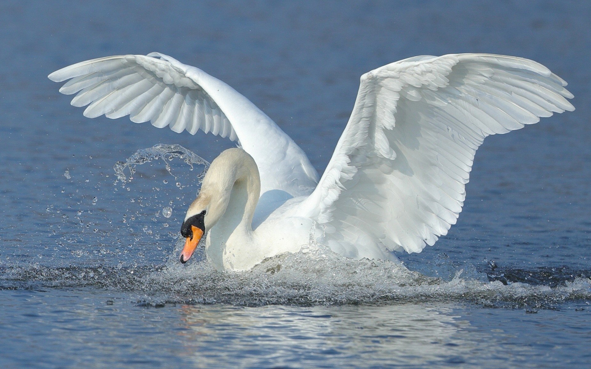 Download Water Splash Swan Bird Animal Mute Swan Hd Wallpaper