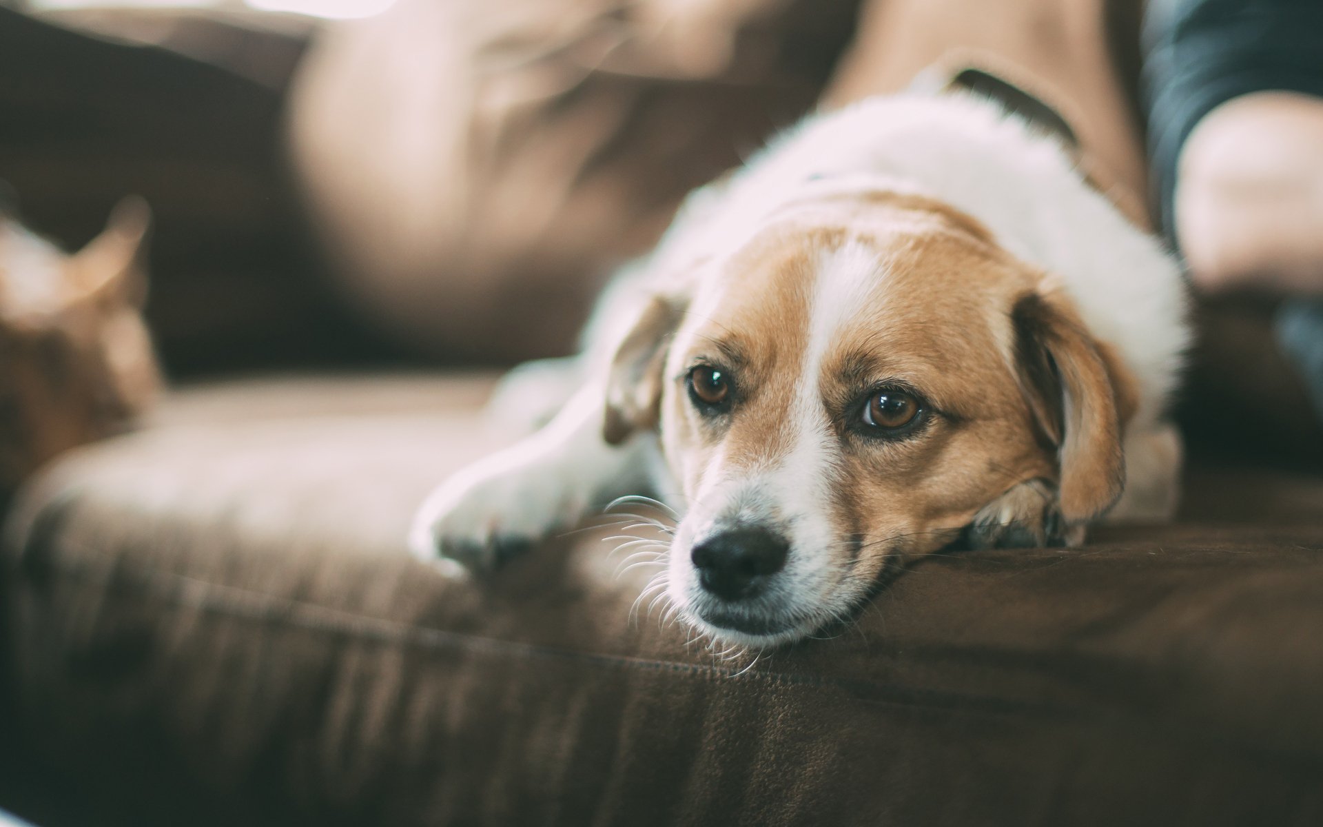 A dog resting on a sofa, captured in a 4K Ultra HD desktop wallpaper showcasing a cozy animal scene.
