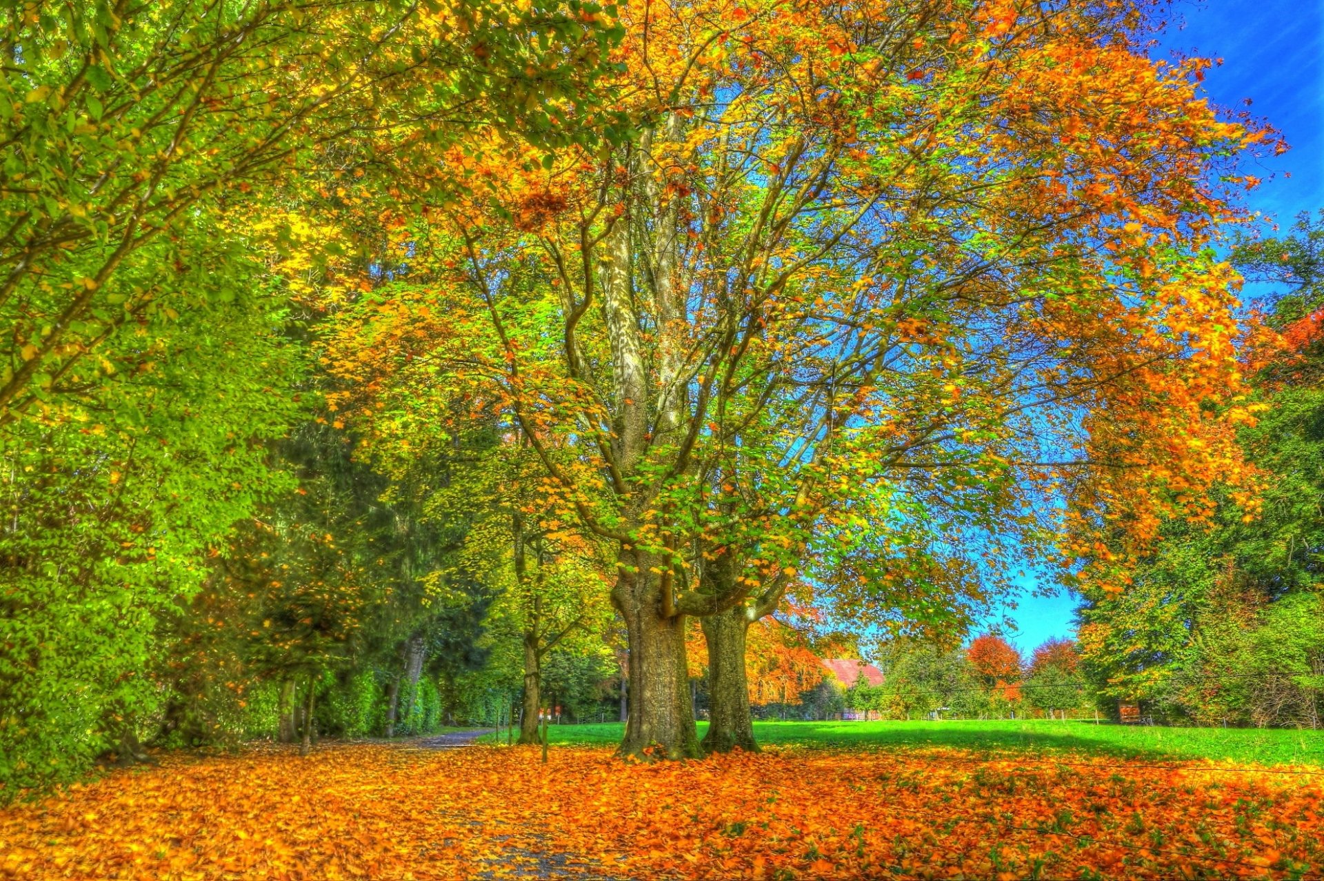 Golden Park Canopy — HD Fall Tree Wallpaper | 1979x1316 | Wallpaper Abyss