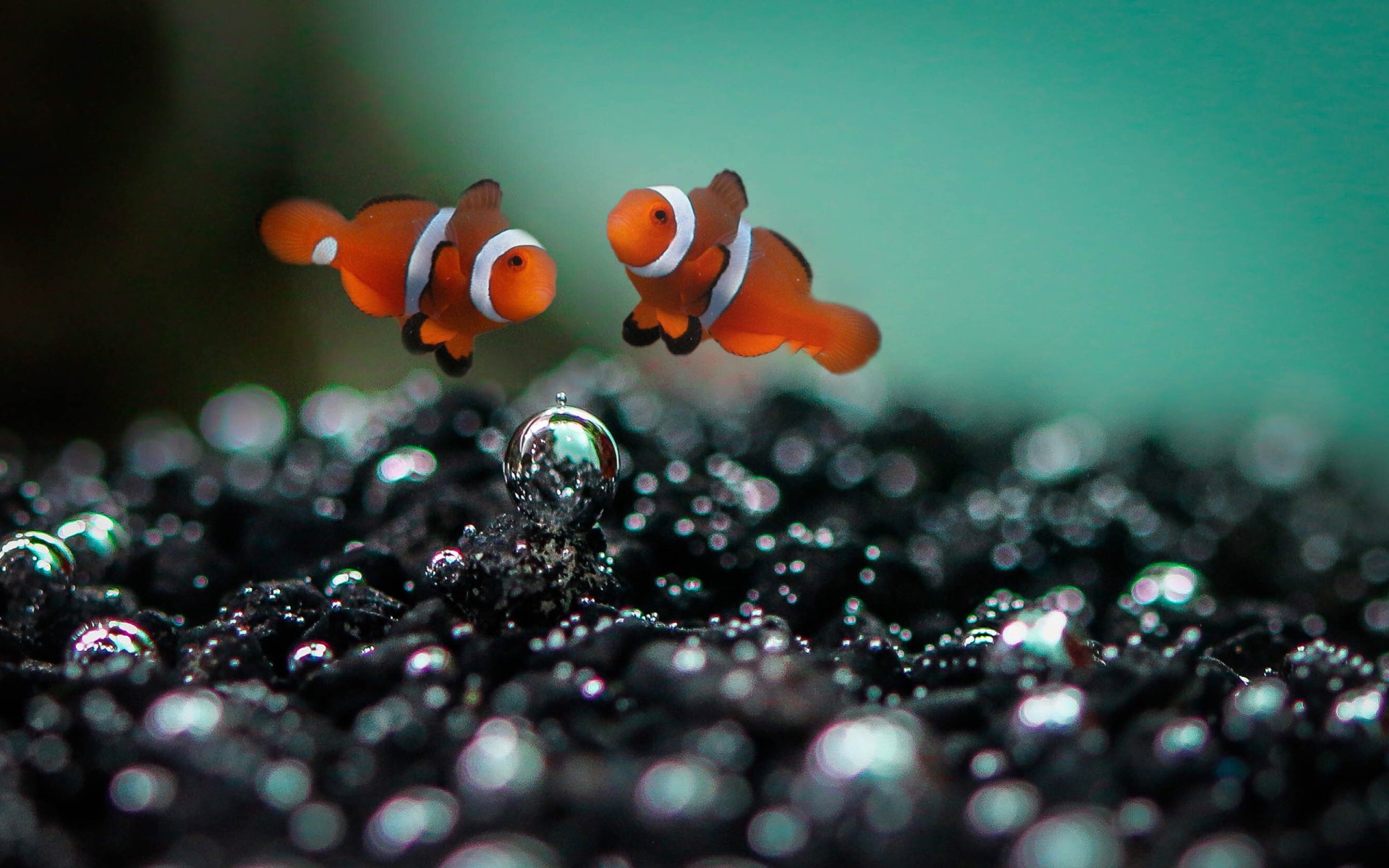 Download Fish Sea Underwater Animal Clownfish HD Wallpaper