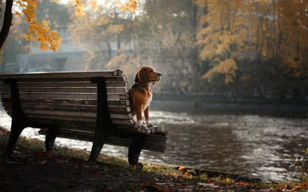 A beagle sits calmly on a wooden bench by the water, surrounded by autumn foliage, creating a serene and peaceful outdoor scene.
