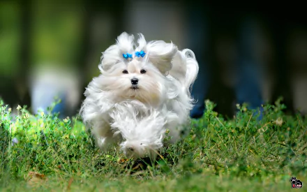 dog Animal maltese HD Desktop Wallpaper | Background Image