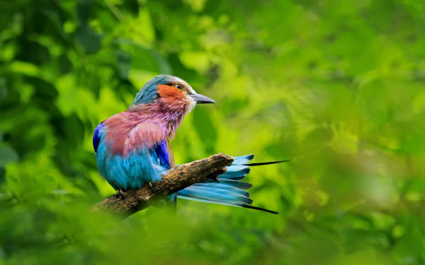 branch Animal roller HD Desktop Wallpaper | Background Image