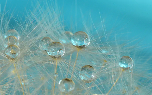 dandelion macro fluff nature water drop HD Desktop Wallpaper | Background Image