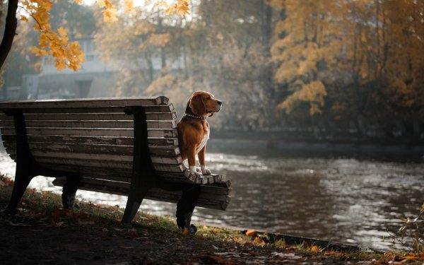 Animal Beagle Dogs Dog Bench HD Wallpaper | Background Image