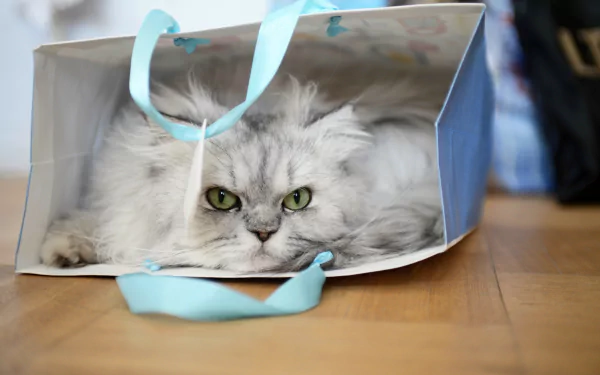 bag cat Animal persian cat HD Desktop Wallpaper | Background Image