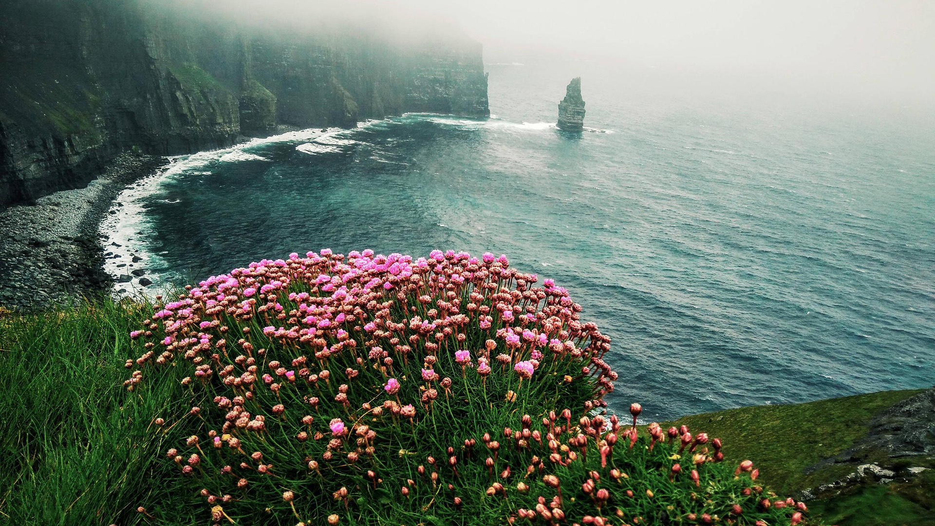 Flowers On The Coast Hd Wallpaper Background Image 1920x1080