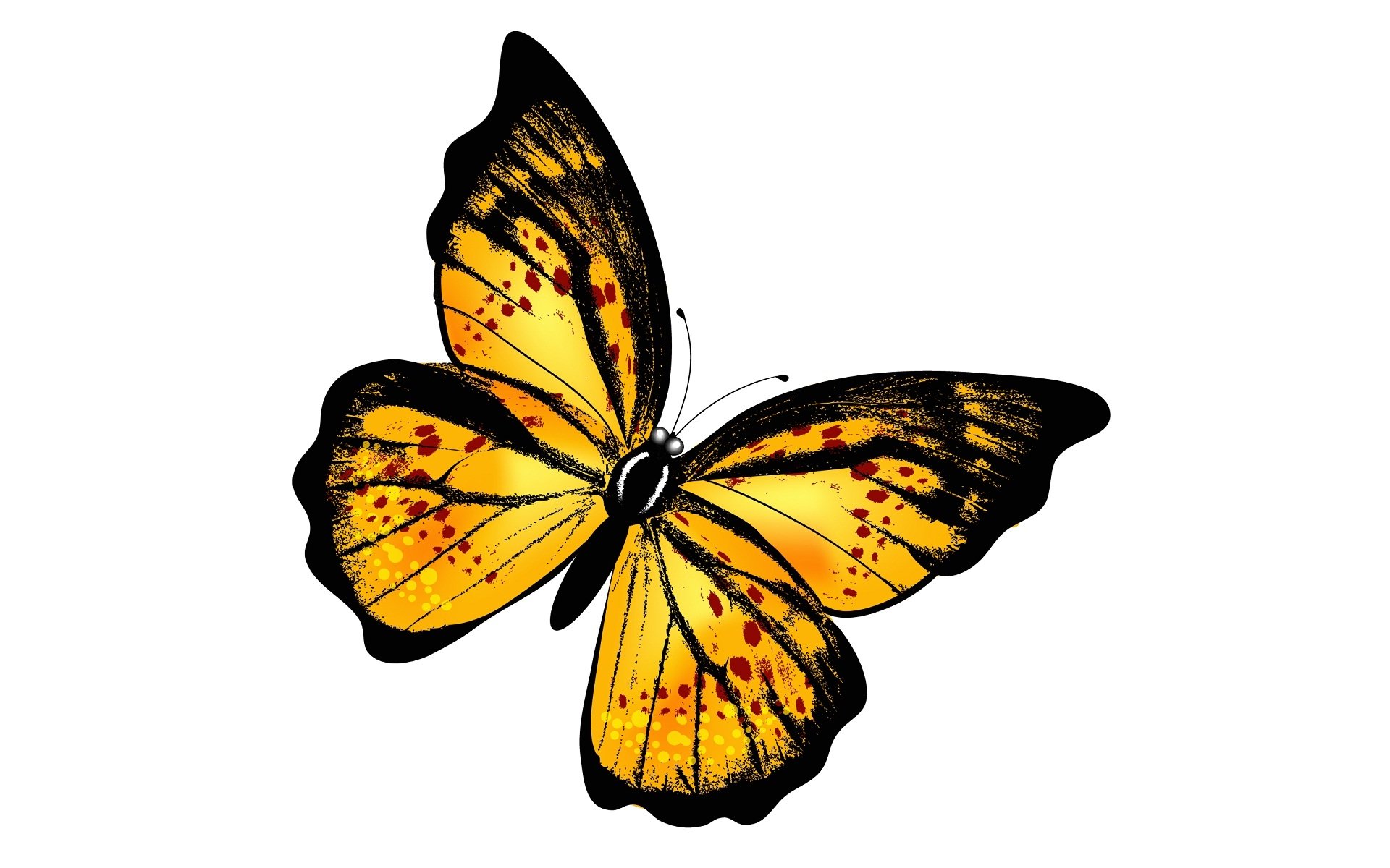 Картинки на прозрачном фоне. Бабочки. Жёлтая бабочка. Бабочки на просроченном фоне. Бабочки на белом фоне.